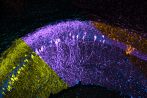 Decoding Reinforcing Behaviors and Reward Seeking: New Study on Brain’s Reward Pathways