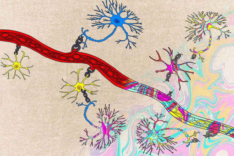 Psychedelics disrupt normal link between brain’s neuronal activity and blood flow