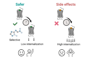 Study uncovers how delta opioid receptor could be harnessed for safer pain therapeutics