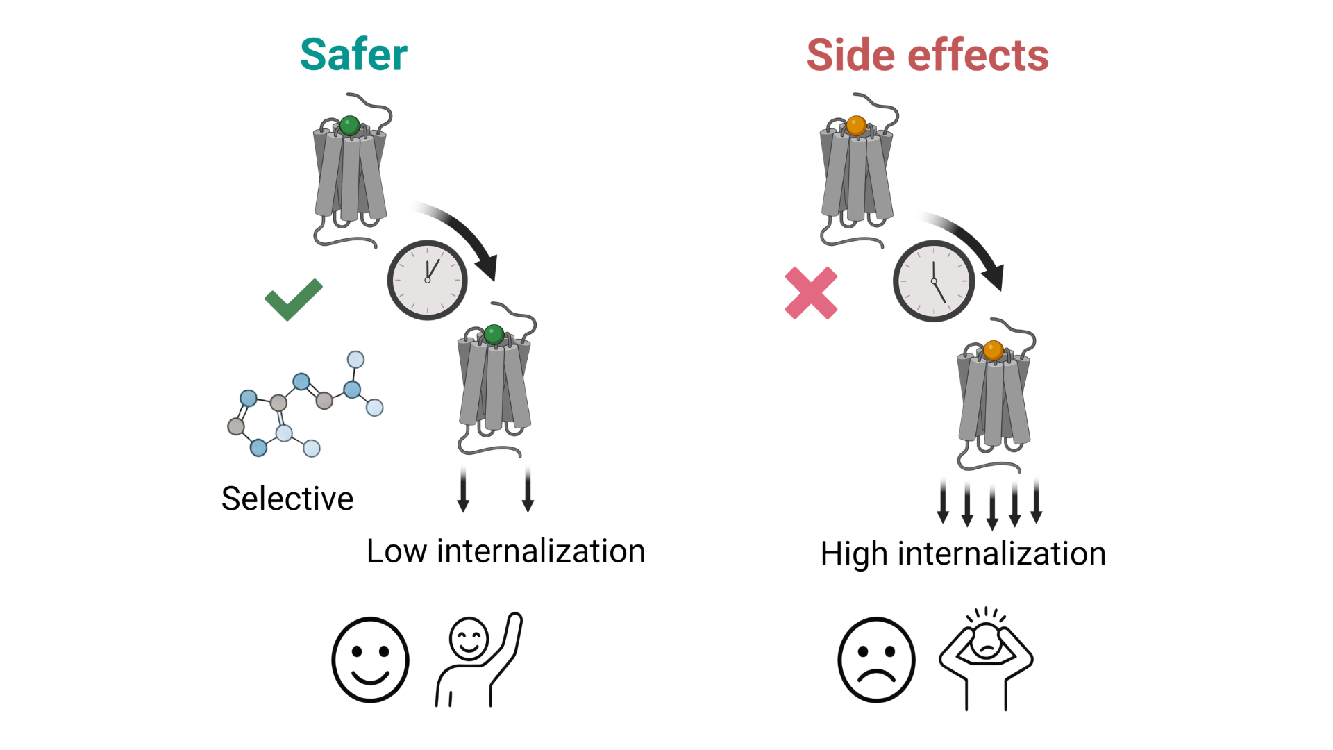 Study uncovers how delta opioid receptor could be harnessed for safer pain therapeutics
