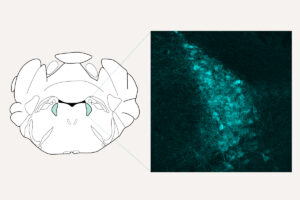 Scientists identify brain’s brake that shuts off chronic pain