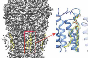 Study elucidates mechanism of lipid regulation of ion channels