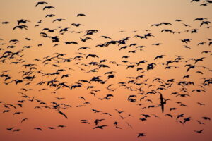 Lights Out Pledge Protects Migrating Birds